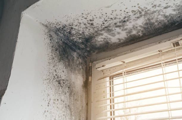 Affordable Mold Removal solutions in Reston, VA